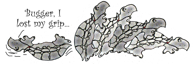 turtles